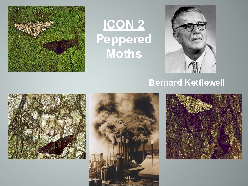 ICON 2 Peppered Moths Bernard Kettlewell 