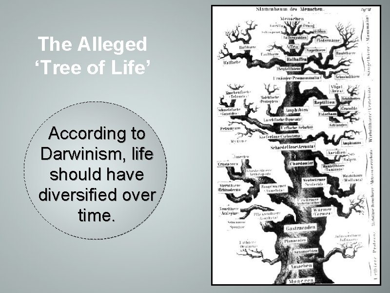 The Alleged ‘Tree of Life’ According to Darwinism, life should have diversified over time.