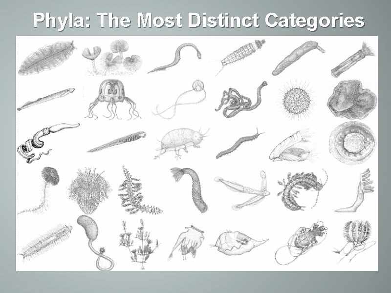 Phyla: The Most Distinct Categories 