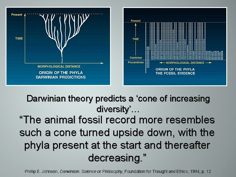 Darwinian theory predicts a ‘cone of increasing diversity’… “The animal fossil record more resembles