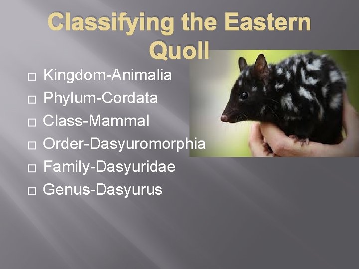 Classifying the Eastern Quoll � � � Kingdom-Animalia Phylum-Cordata Class-Mammal Order-Dasyuromorphia Family-Dasyuridae Genus-Dasyurus 