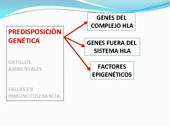 PREDISPOSICIÓN GENÉTICA GATILLOS AMBIENTALES FALLAS EN INMUNOTOLERANCIA GENES DEL COMPLEJO HLA GENES FUERA DEL