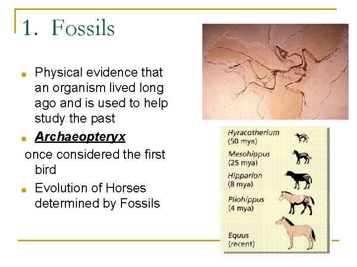 1. Fossils Physical evidence that an organism lived long ago and is used to 1. Fossils Physical evidence that an organism lived long ago and is used to