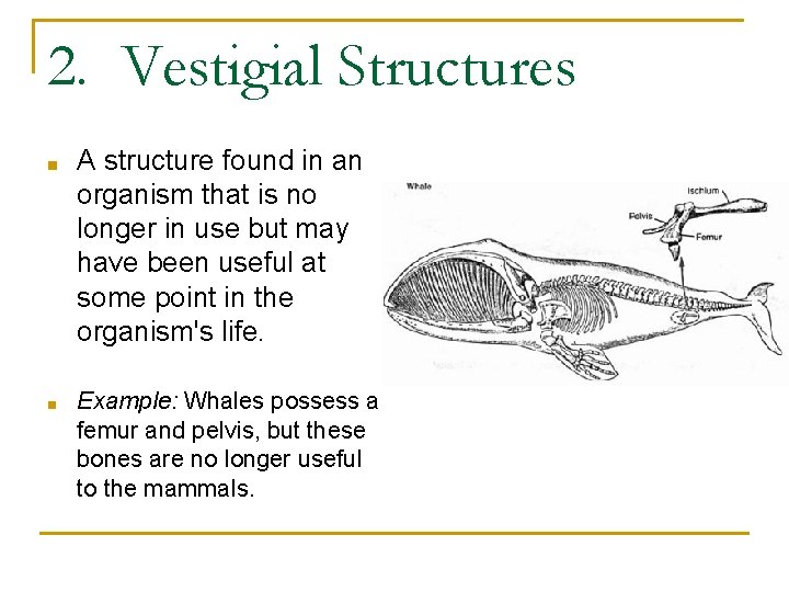 2. Vestigial Structures ■ A structure found in an organism that is no longer 2. Vestigial Structures ■ A structure found in an organism that is no longer