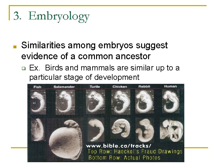 3. Embryology ■ Similarities among embryos suggest evidence of a common ancestor ❑ Ex. 3. Embryology ■ Similarities among embryos suggest evidence of a common ancestor ❑ Ex.