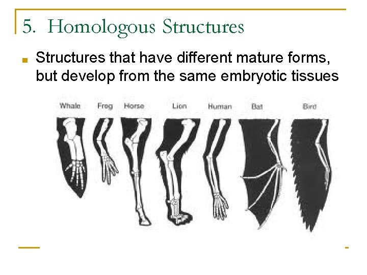 5. Homologous Structures ■ Structures that have different mature forms, but develop from the 5. Homologous Structures ■ Structures that have different mature forms, but develop from the