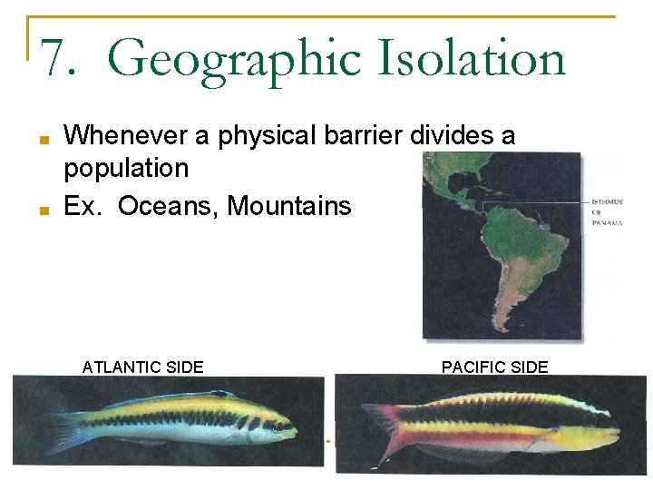 7. Geographic Isolation ■ ■ Whenever a physical barrier divides a population Ex. Oceans, 7. Geographic Isolation ■ ■ Whenever a physical barrier divides a population Ex. Oceans,