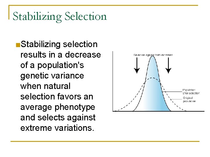 Stabilizing Selection ■Stabilizing selection results in a decrease of a population's genetic variance when Stabilizing Selection ■Stabilizing selection results in a decrease of a population's genetic variance when