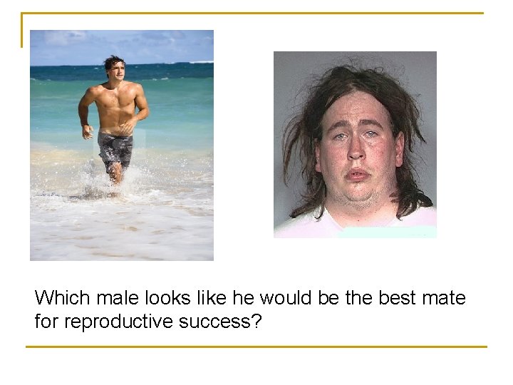 Which male looks like he would be the best mate for reproductive success? Which male looks like he would be the best mate for reproductive success?