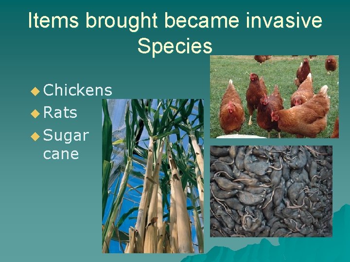 Items brought became invasive Species u Chickens u Rats u Sugar cane 