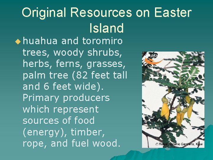 Original Resources on Easter Island u huahua and toromiro trees, woody shrubs, herbs, ferns,