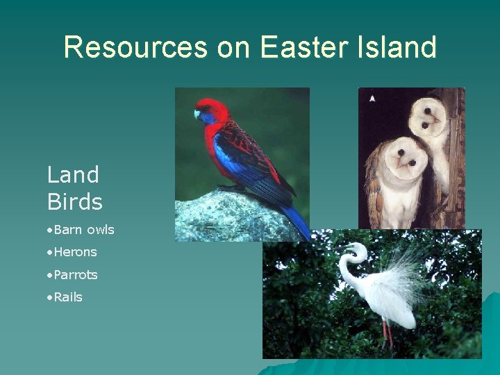 Resources on Easter Island Land Birds • Barn owls • Herons • Parrots •