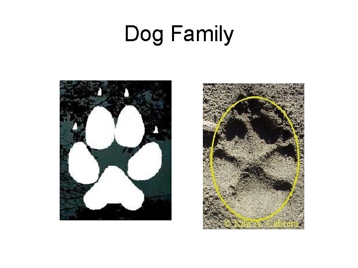 Dog Family 