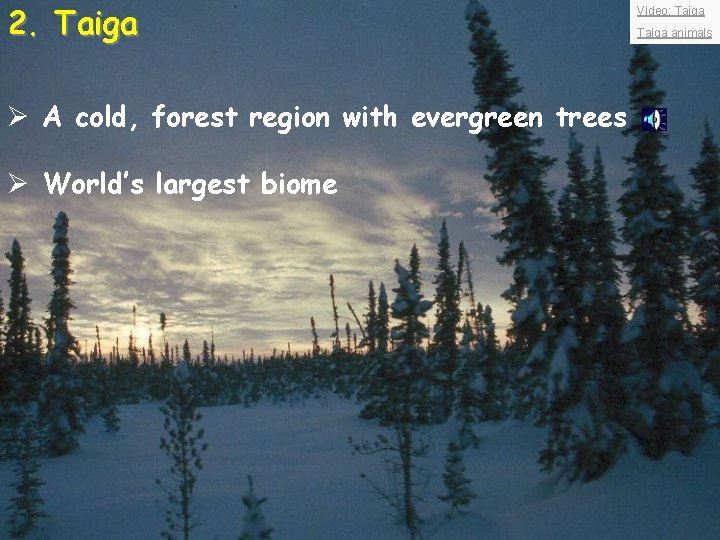 2. Taiga Ø A cold, forest region with evergreen trees Ø World’s largest biome