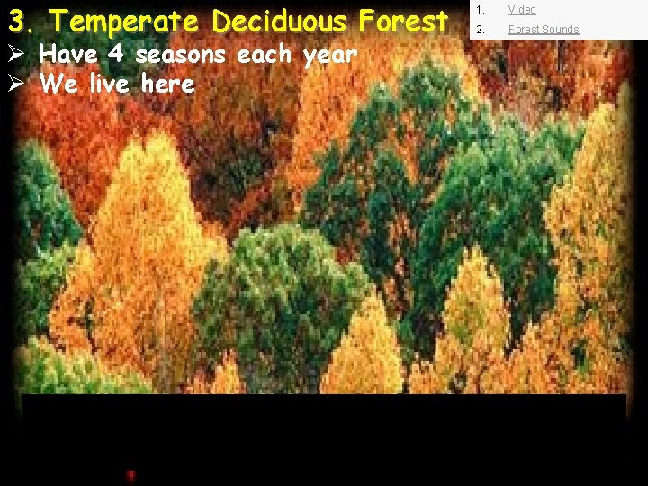 3. Temperate Deciduous Forest Ø Have 4 seasons each year Ø We live here