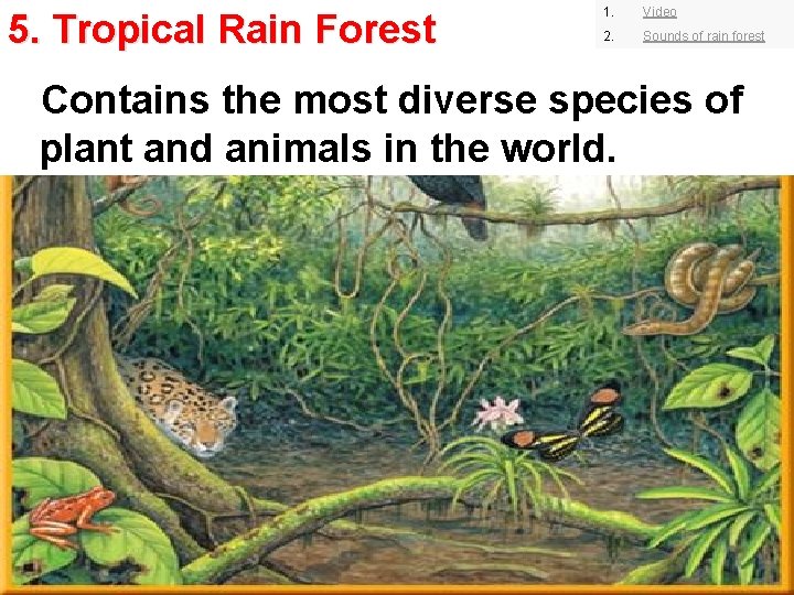 5. Tropical Rain Forest 1. Video 2. Sounds of rain forest Contains the most