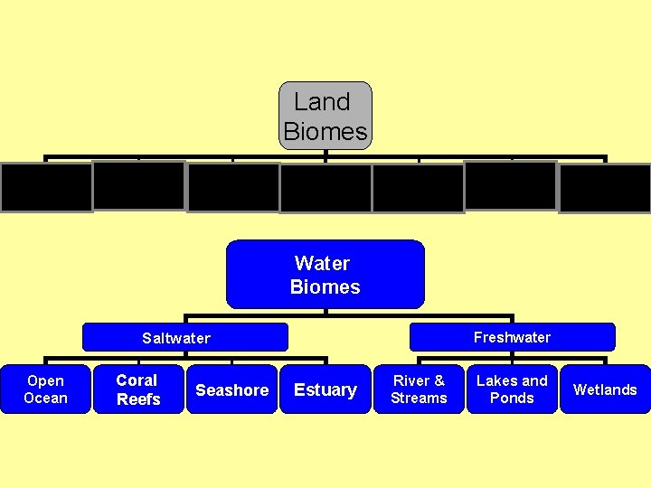 Land Biomes Tundra Taiga Temperate Forest Tropical Temperate Rain Forest Desert Grassland Water Biomes
