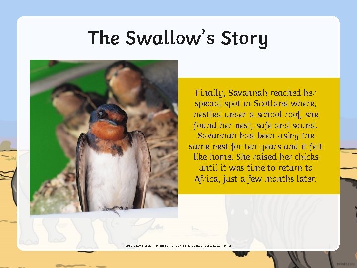 The Swallow’s Story Finally, Savannah reached her special spot in Scotland where, nestled under