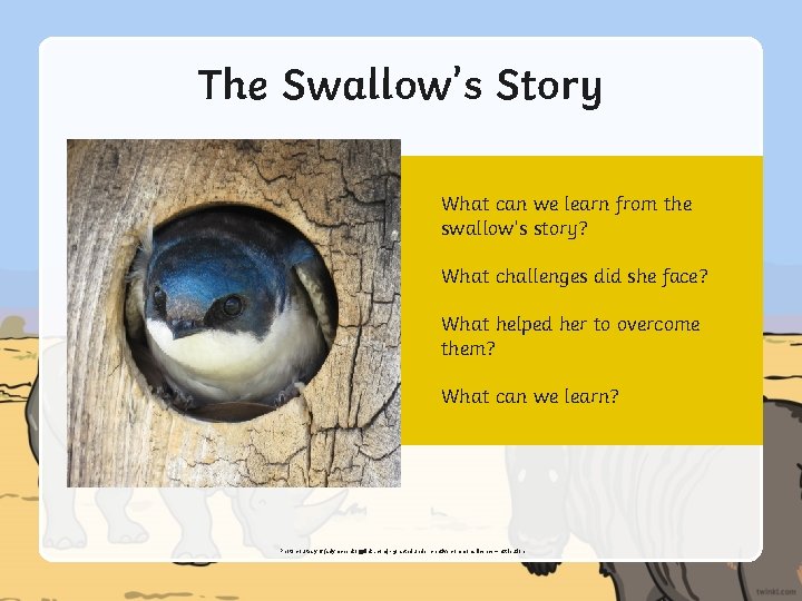 The Swallow’s Story What can we learn from the swallow’s story? What challenges did