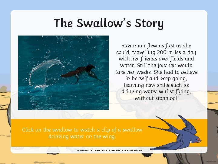 The Swallow’s Story Savannah flew as fast as she could, travelling 200 miles a