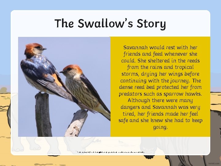 The Swallow’s Story Savannah would rest with her friends and feed whenever she could.