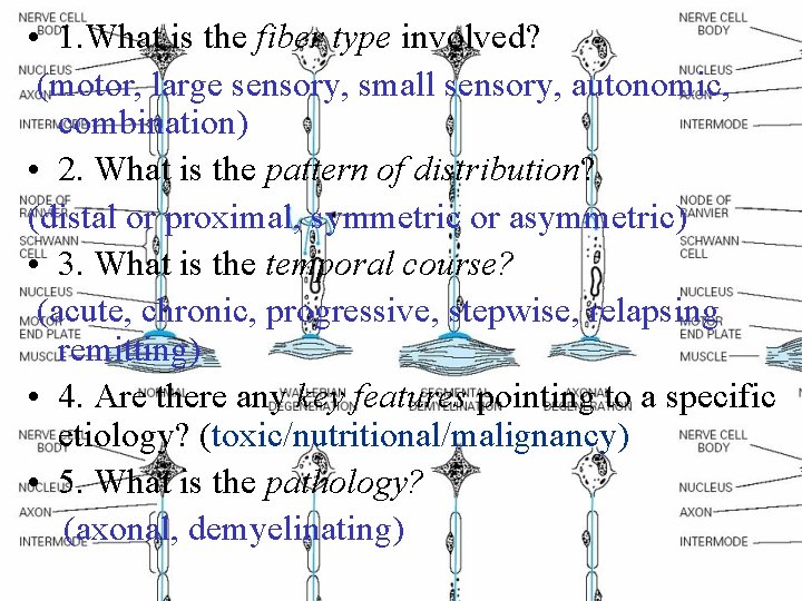  • 1. What is the fiber type involved? (motor, large sensory, small sensory,