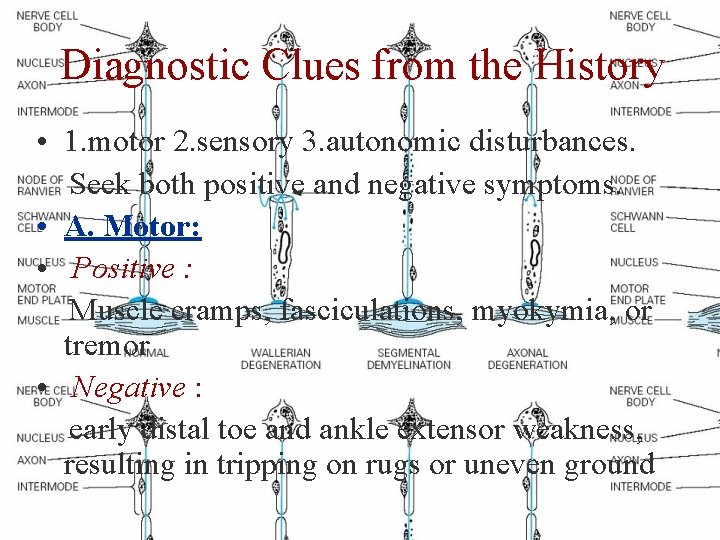 Diagnostic Clues from the History • 1. motor 2. sensory 3. autonomic disturbances. Seek