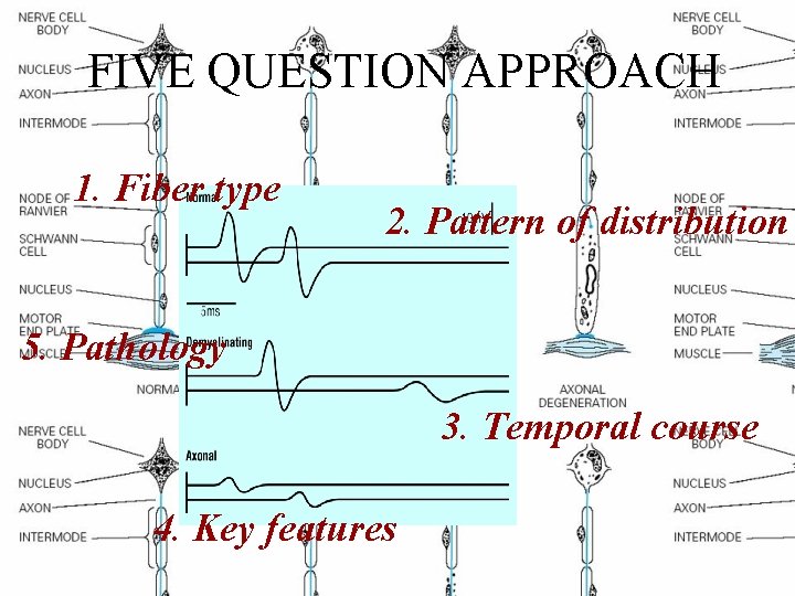 FIVE QUESTION APPROACH 1. Fiber type 2. Pattern of distribution 5. Pathology 3. Temporal
