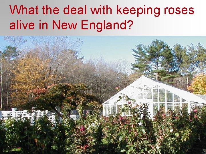 What the deal with keeping roses alive in New England? What the deal with keeping roses alive in New England?