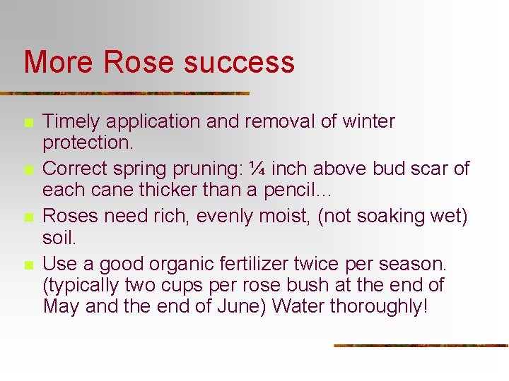 More Rose success n n Timely application and removal of winter protection. Correct spring More Rose success n n Timely application and removal of winter protection. Correct spring