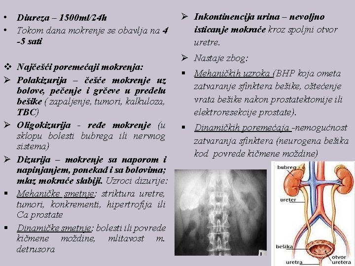  • Diureza – 1500 ml/24 h • Tokom dana mokrenje se obavlja na