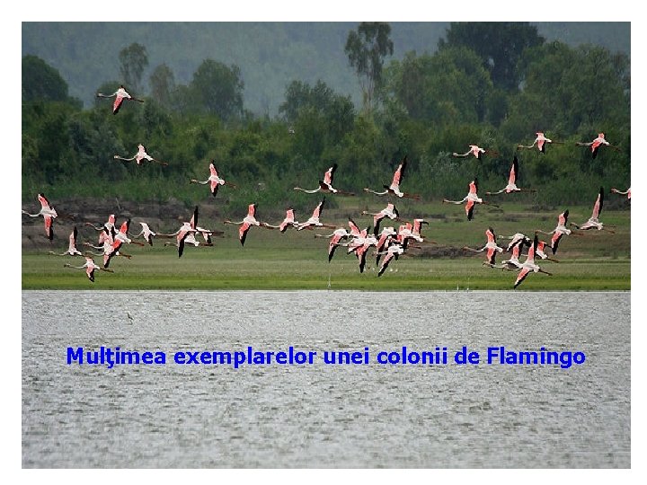 Mulţimea exemplarelor unei colonii de Flamingo 