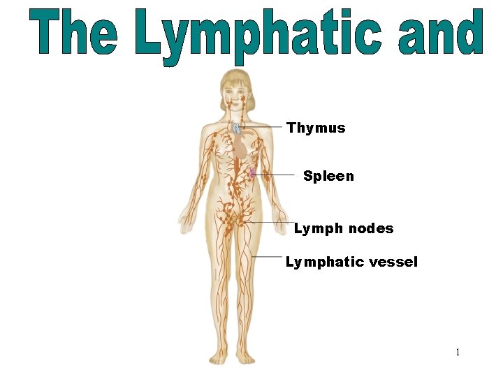 The Lymphatic & Immune Systems Thymus Spleen Lymph nodes Lymphatic vessel 1 