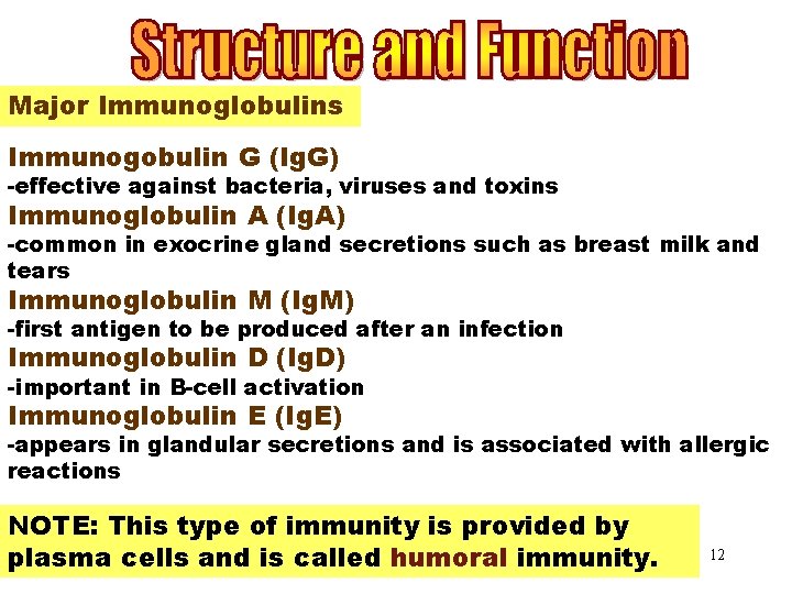 Major Immunoglobulins Immunogobulin G (Ig. G) -effective against bacteria, viruses and toxins Immunoglobulin A