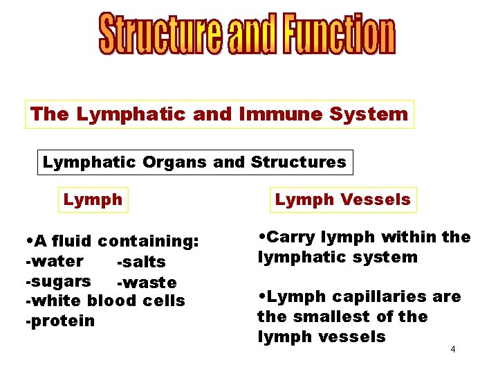 Lymphatic Organs and Structures The Lymphatic and Immune System Lymphatic Organs and Structures Lymph