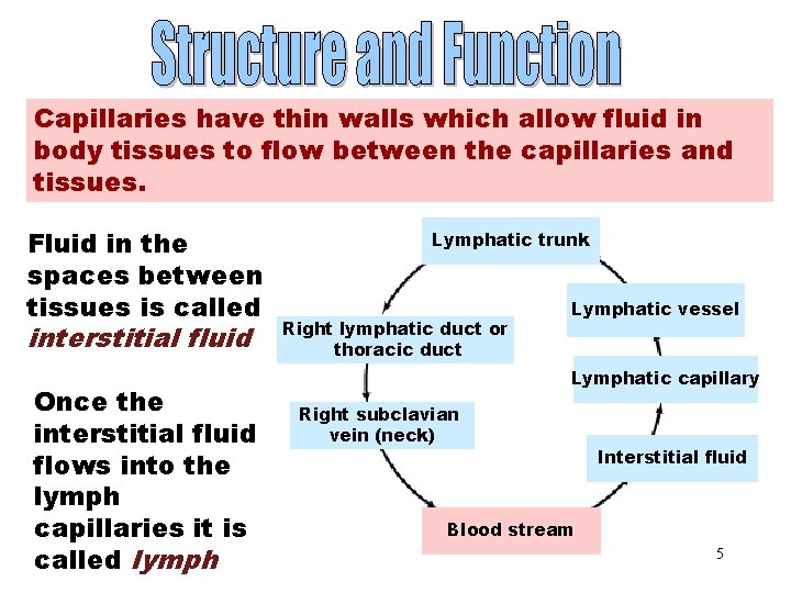 Capillaries have thin walls which allow fluid in body tissues to flow between the