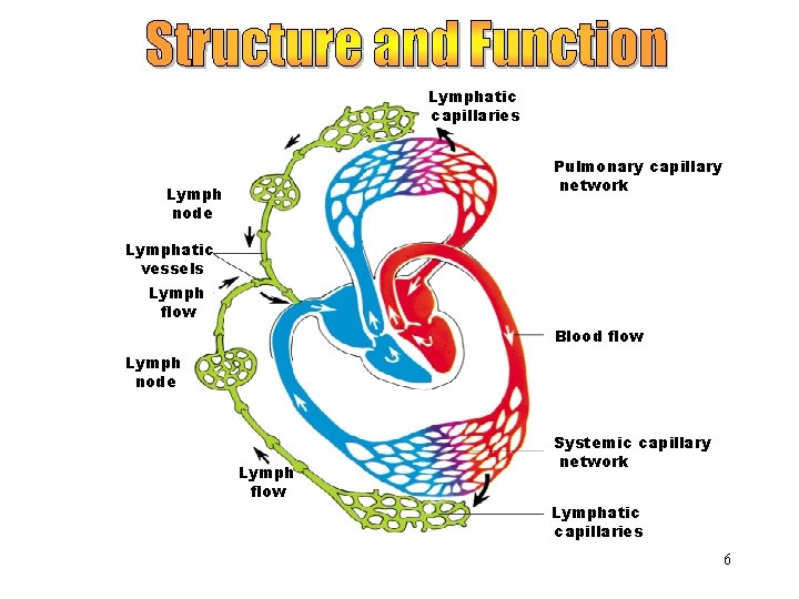 Lymphatic Vessels Lymphatic capillaries Pulmonary capillary network Lymph node Lymphatic vessels Lymph flow Blood
