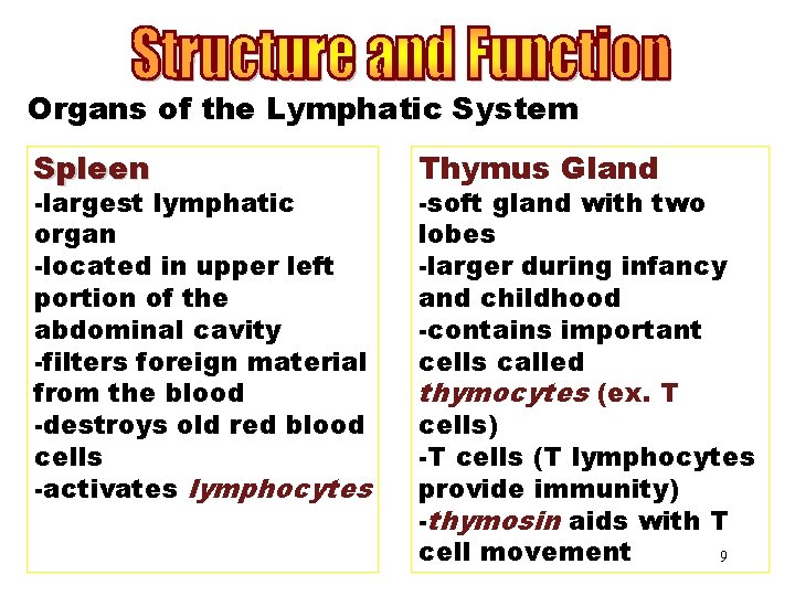 Organs of the System Organs of. Lymphatic the Lymphatic Spleen -largest lymphatic organ -located