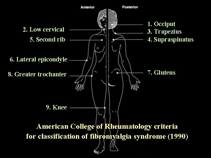 2. Low cervical 5. Second rib 1. Occiput 3. Trapezius 4. Supraspinatus 6. Lateral