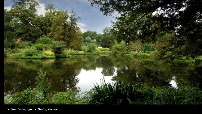 Le Parc Zoologique de Thoiry, Yvelines. 