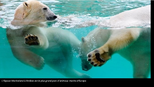 L’Espace Marineland à Antibes est le plus grand parc d'animaux marins d'Europe. 