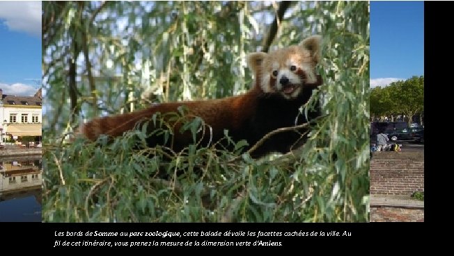 Les bords de Somme au parc zoologique, cette balade dévoile les facettes cachées de