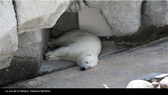 Le zoo de la Palmyre. Charente Maritime. 