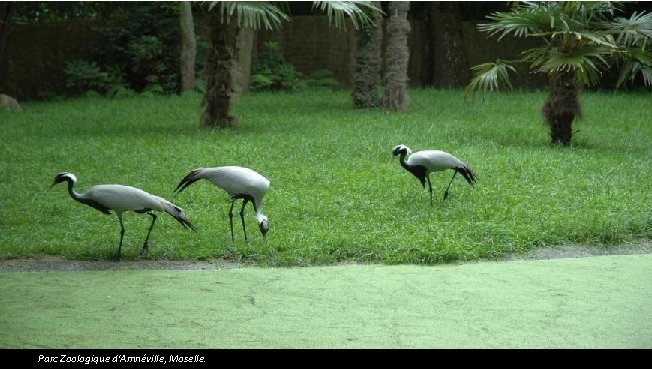 Parc Zoologique d'Amnéville, Moselle. 