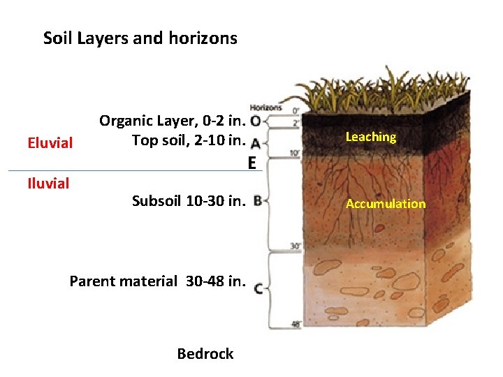 Soil Layers and horizons Eluvial Iluvial Organic Layer, 0 -2 in. Top soil, 2