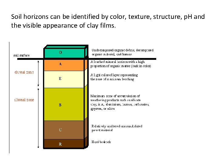 Soil horizons can be identified by color, texture, structure, p. H and the visible
