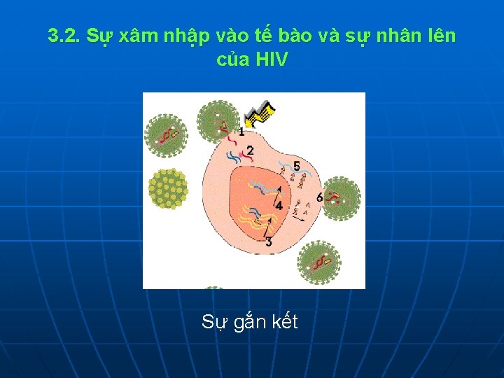 3. 2. Sự xâm nhập vào tế bào và sự nhân lên của HIV