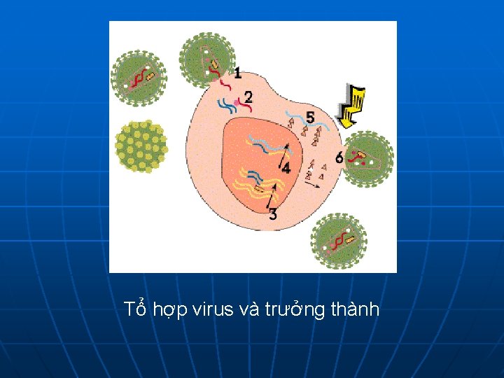 Tổ hợp virus và trưởng thành 