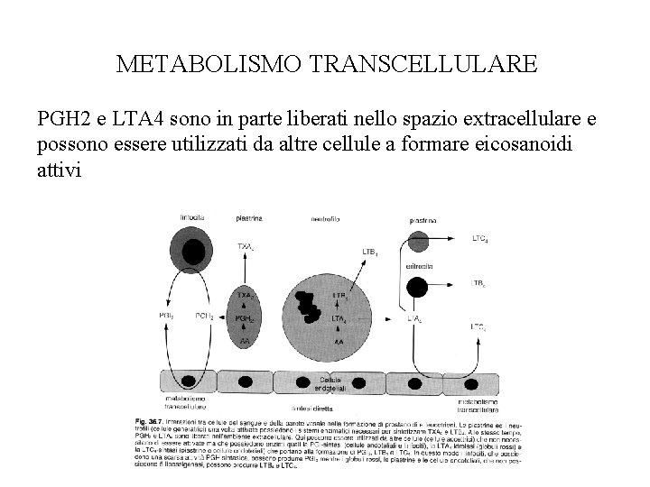  METABOLISMO TRANSCELLULARE PGH 2 e LTA 4 sono in parte liberati nello spazio