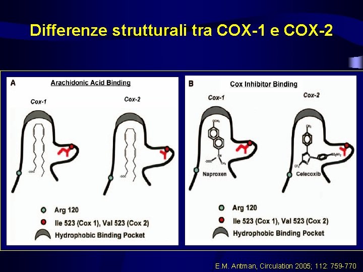 Differenze strutturali tra COX-1 e COX-2 E. M. Antman, Circulation 2005; 112: 759 -770